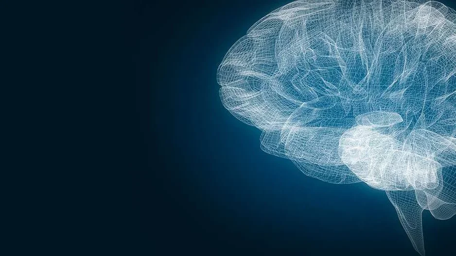 Graphed out view of brain and brain stem 